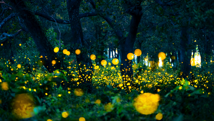 Животные, которые умеют светиться: самые красивые фотографии