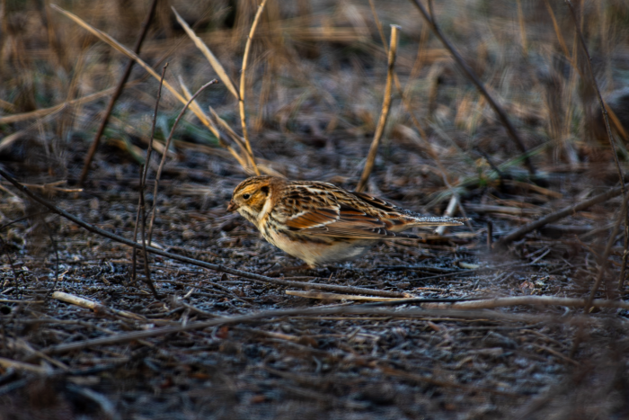 Записки астраханского натуралиста. Кто остался зимовать?