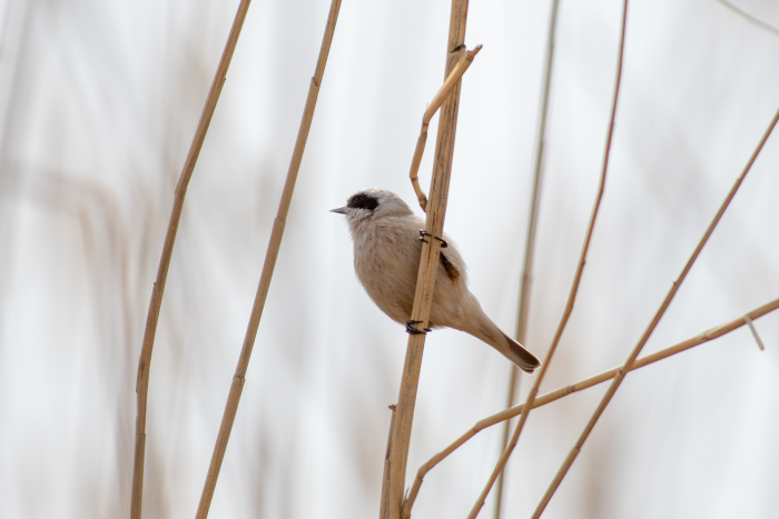 Записки астраханского натуралиста. Кто остался зимовать?