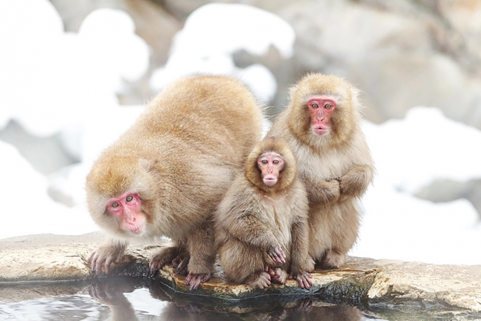 Снежные обезьяны Японии: жизнь в «Адской долине»