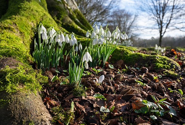 Первоцветы: какие растения цветут ранней весной в природе и в саду