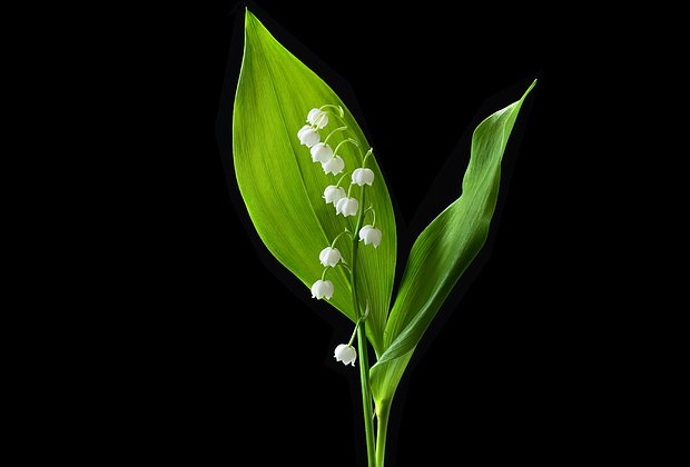 Первоцветы: какие растения цветут ранней весной в природе и в саду