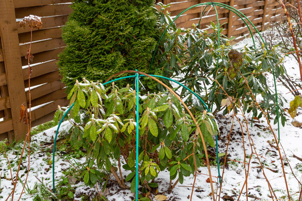 Рододендроны — символ садовой роскоши, неземной красоты и… кропотливого ухода