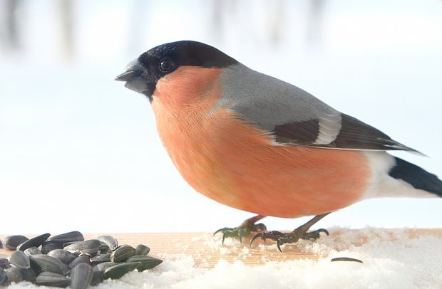 Чем кормить птиц зимой: что можно и нельзя пернатым