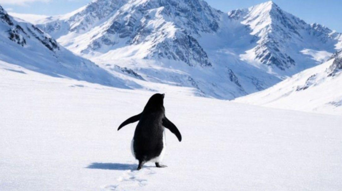 Пингвин, идущий к горе: при чем тут нигилизм и стоицизм (и почему это не просто мем)