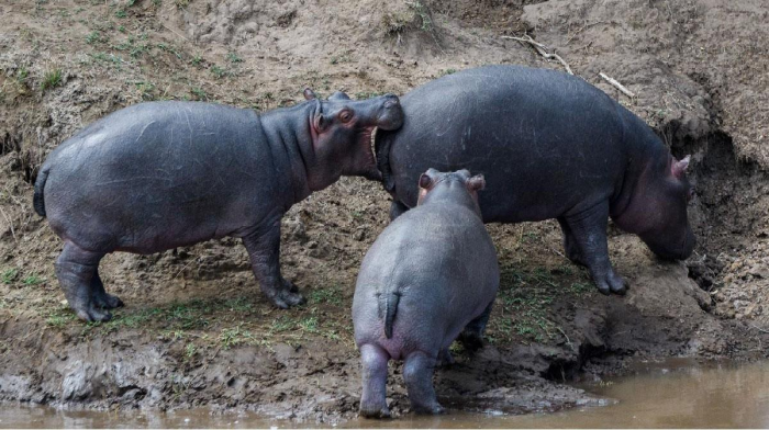 Самые смешные фото бегемотов за всю историю комичного конкурса Nikon Comedy Wildlife Awards