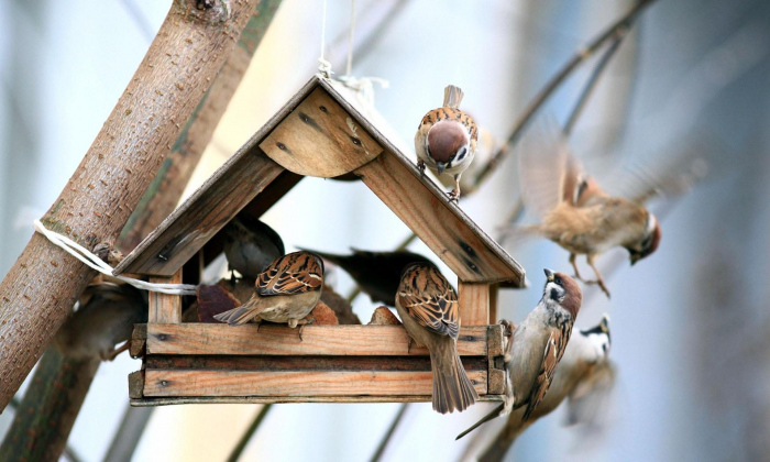 Эксперт Бондарь рассказал, нужно ли убирать птичьи кормушки на лето