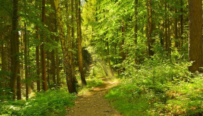 Смешанные леса: почему вместе деревья растут лучше, чем по отдельности