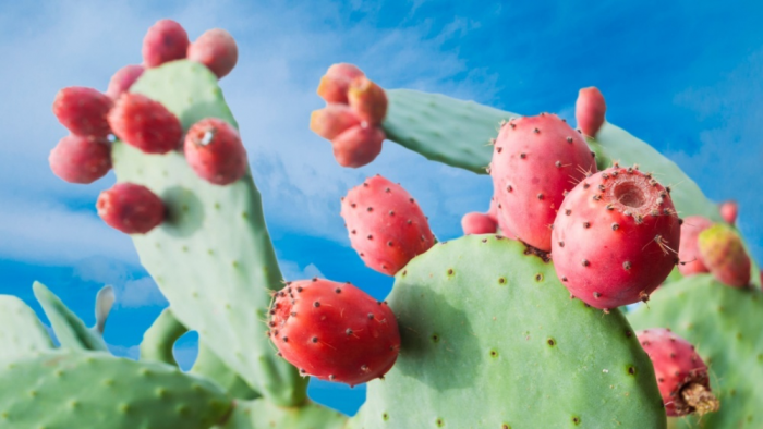 6 самых странных спа-процедур в мире