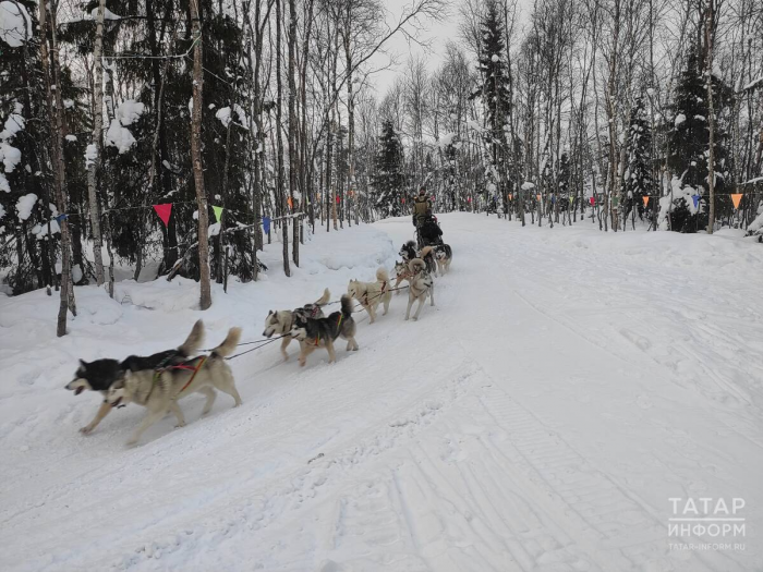 Северное сияние, гонки на хаски, пальмы в тундре: репортаж с края света