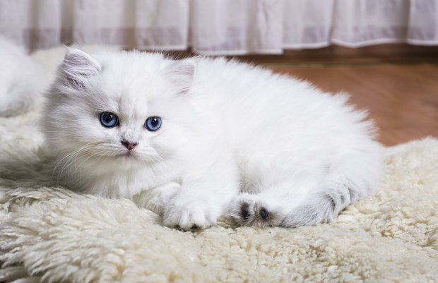 Как назвать кошку: 200+ кличек для котенка-девочки