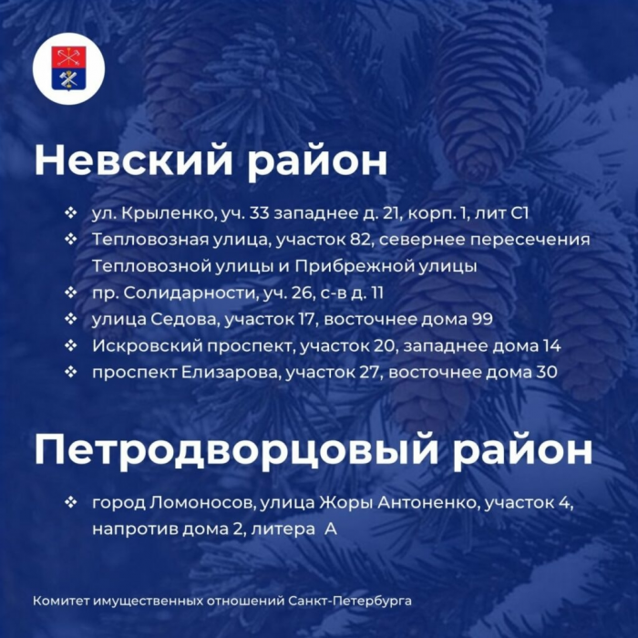 В Петербурге начали работать елочные базары