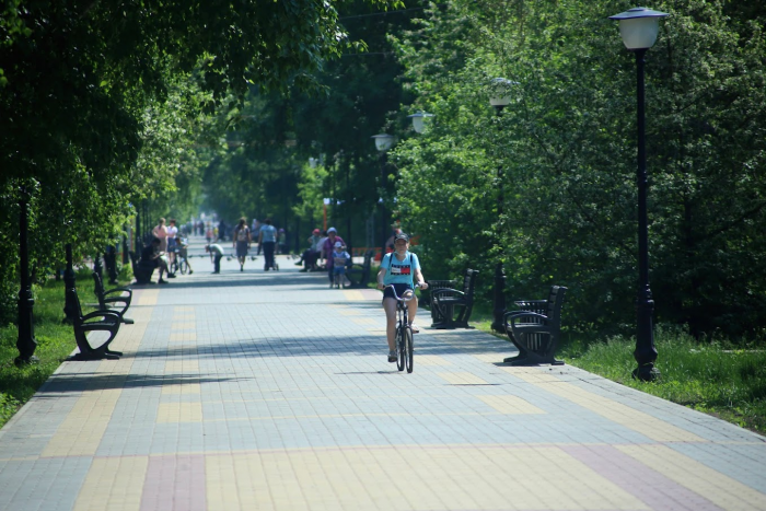 "Советский подход был шикарным". Почему в Барнауле "умирают" деревья и как их можно спасти