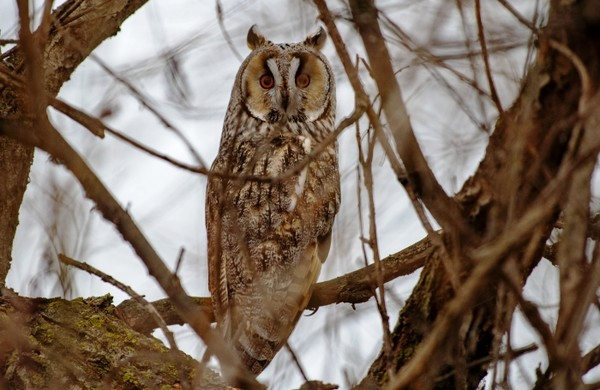 Записки астраханского натуралиста. Ястреб-перепелятник, санитар городских джунглей