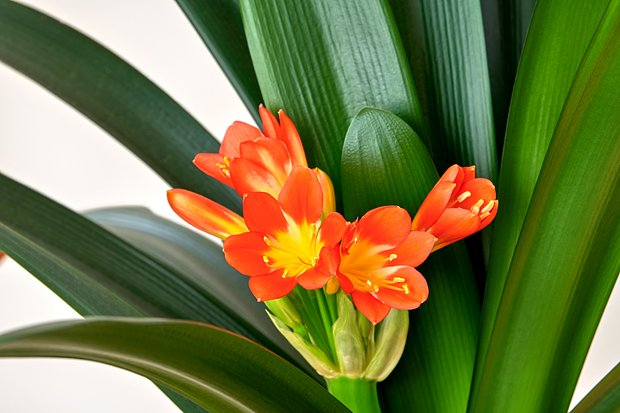 Цветок кливия: сорта, уход и пересадка, вредители