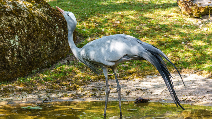 Синий журавль: как национальный символ ЮАР во второй раз оказался в опасности