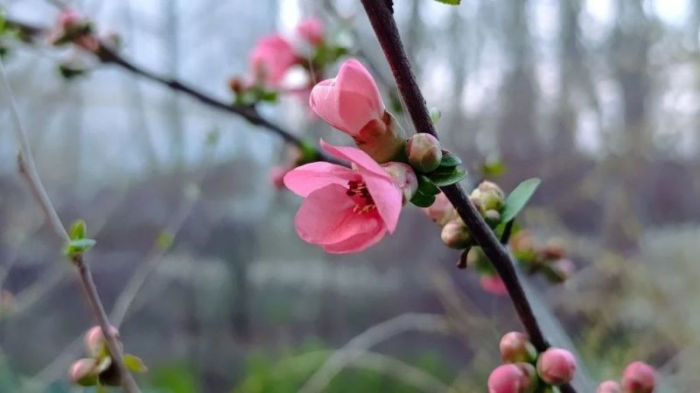 Розовое дыхание весны: Краснодар расцвел, как живая открытка