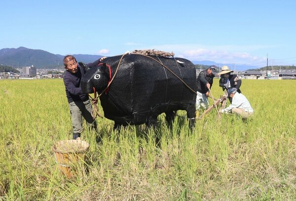 Надувные коровы как оружие японских фермеров против диких животных