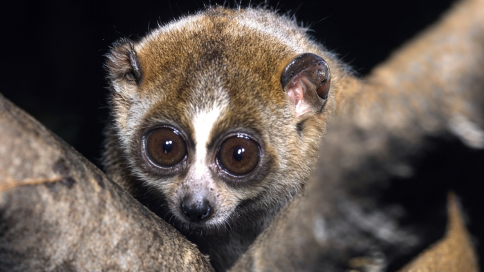 Почему карликовый лори стал сенсацией в соцсетях