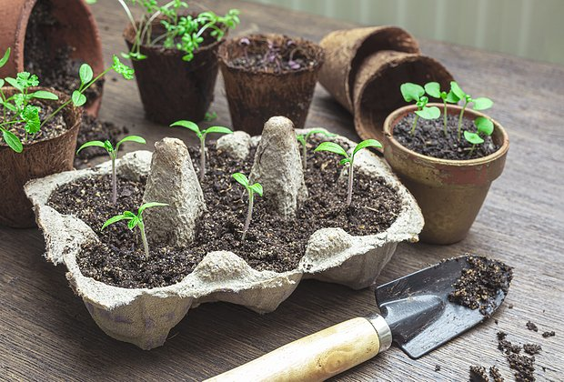 Рассада вытягивается: почему, что делать? Причины и меры профилактики