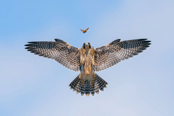 Победители конкурса на лучшие фотографии птиц Bird Photographer of the Year 2024