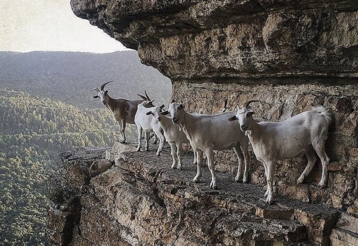 Почему козлики могут лазить по отвесным скалам и не падать