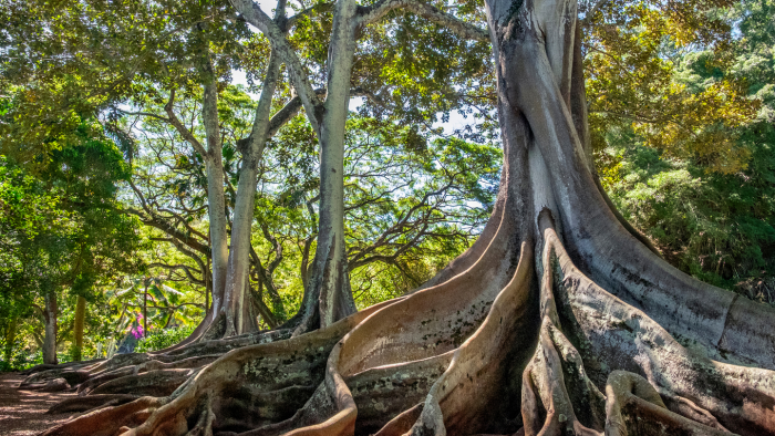 Как фиговые деревья превращают углекислый газ в камень