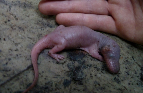 Выдровая землеройка, которая не выдра и не землеройка