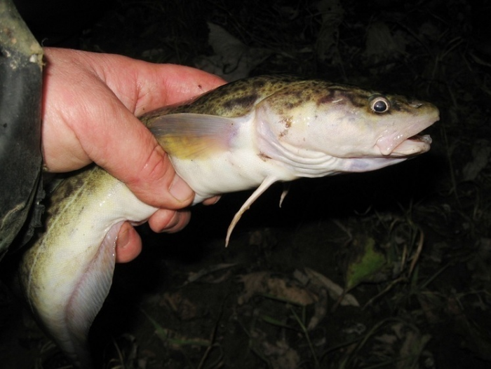 Пришло время налима