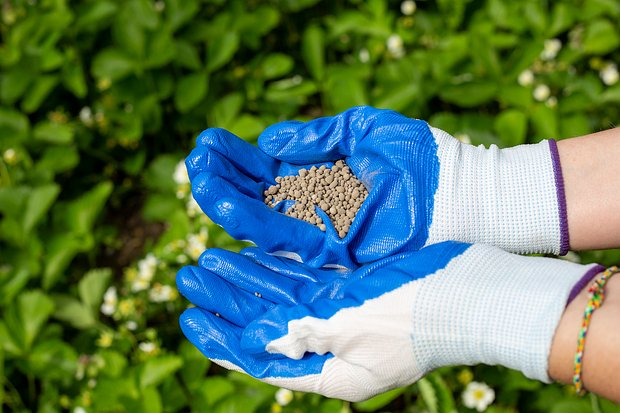 Годеция: описание, сорта, посадка и уход. Как выращивать цветок в открытом грунте