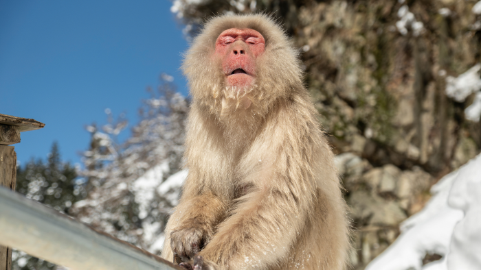 Зимние фотографии из жизни животных