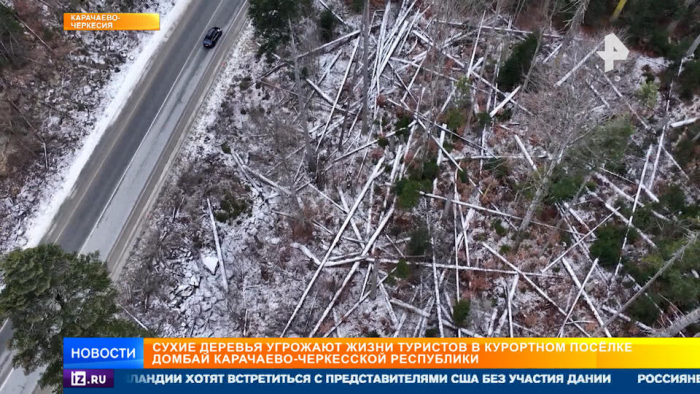 Тихие убийцы в лесу: сухостои угрожают жизням восходящих на Домбай туристов