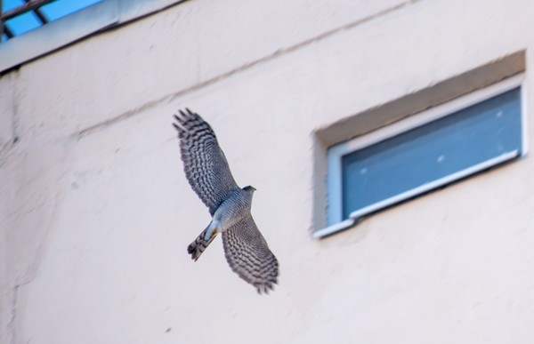 Записки астраханского натуралиста. Ястреб-перепелятник, санитар городских джунглей