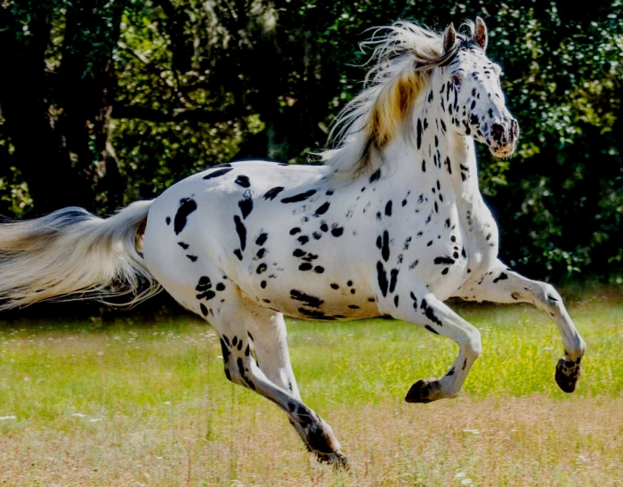 5 уникальных пород лошадей, способных впечатлить даже искушённого зрителя