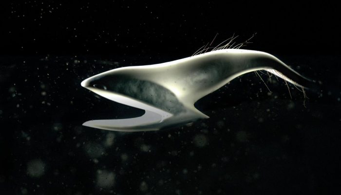 10 жутких глубоководных рыб, о которых мало кто знает