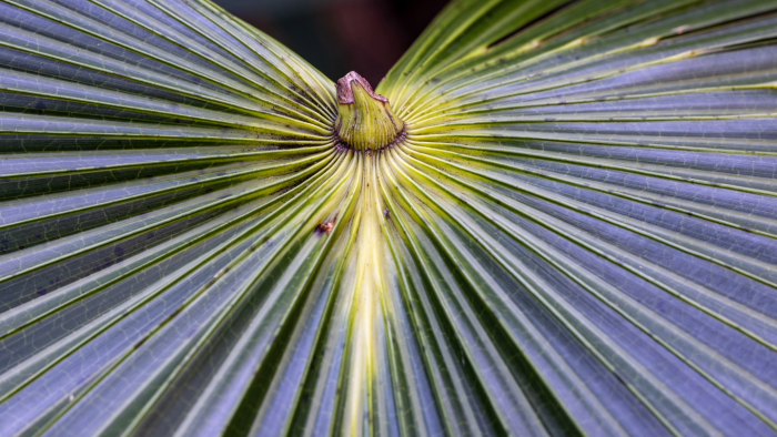 Капустная пальма: дерево, из листьев которого можно готовить суп и делать шляпы