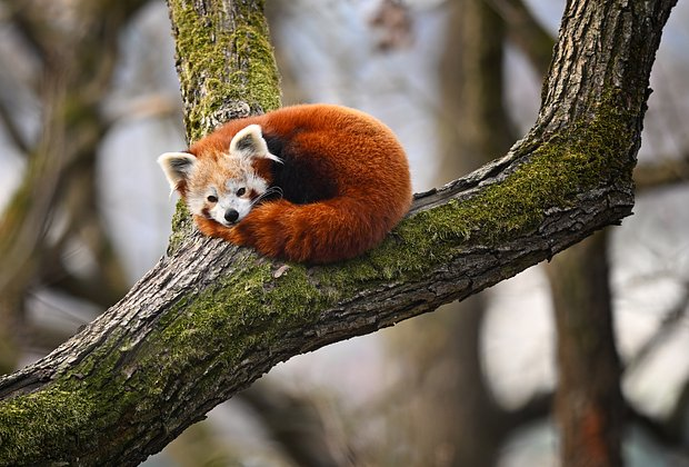 Красная панда: что это за животное, как выглядит, где живет и чем отличается от большой панды