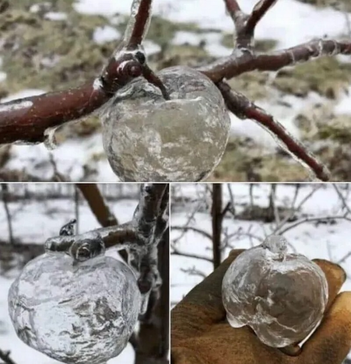 14 фото дикой природы, которые перевернут ваше представление о планете