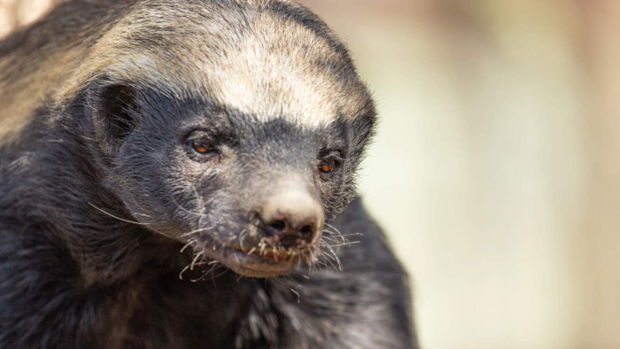 Медоед — зверь, не знающий страха