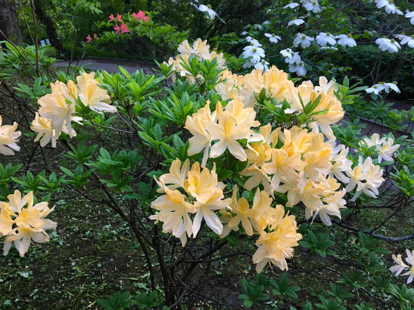 Рододендроны — символ садовой роскоши, неземной красоты и… кропотливого ухода