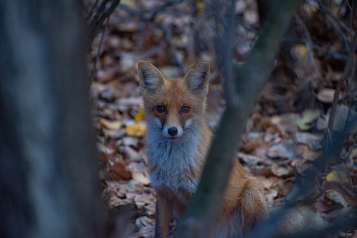 Записки астраханского натуралиста. Знакомство с лисенком