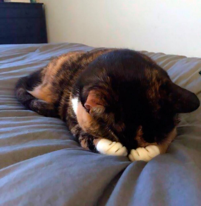 Смешные и красивые коты, которые не такие, как все (18 фото)