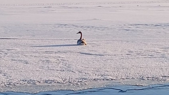 В Барнауле спасают филина, обнаруженного вмерзшим в лед на дороге