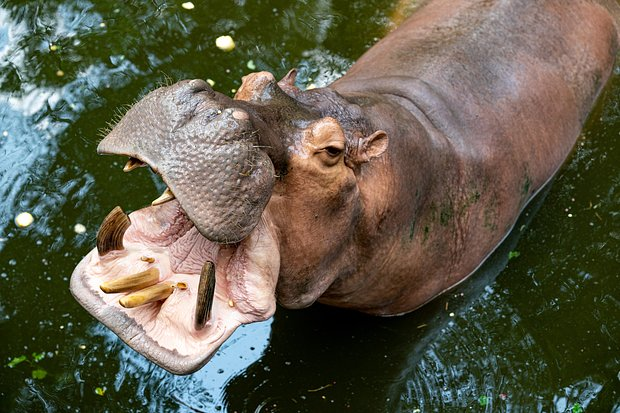 Бегемот: что это за животное и почему оно считается опасным для людей