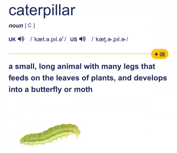 Как переводятся названия брендов Caterpillar, Amazon и Ritter Sport?