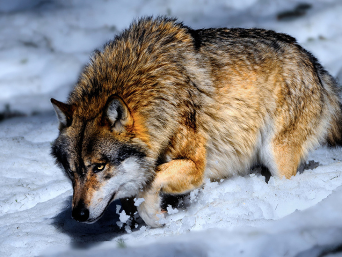 Сами-то пошли бы? Бурятам озвучили выплаты за волка и медведя
