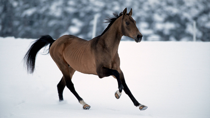 Поймать удачу за хвост: как встретить Новый год и чего ждать от Огненной Лошади