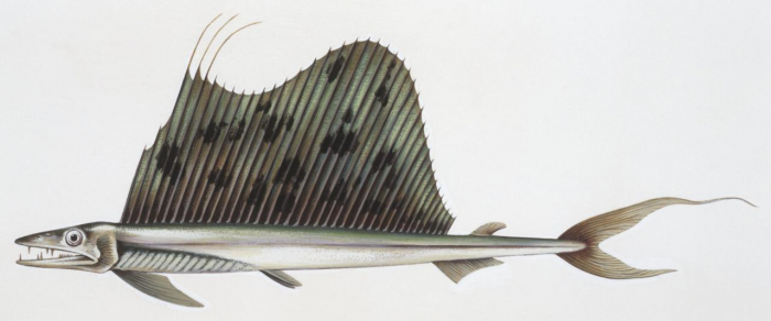 10 жутких глубоководных рыб, о которых мало кто знает