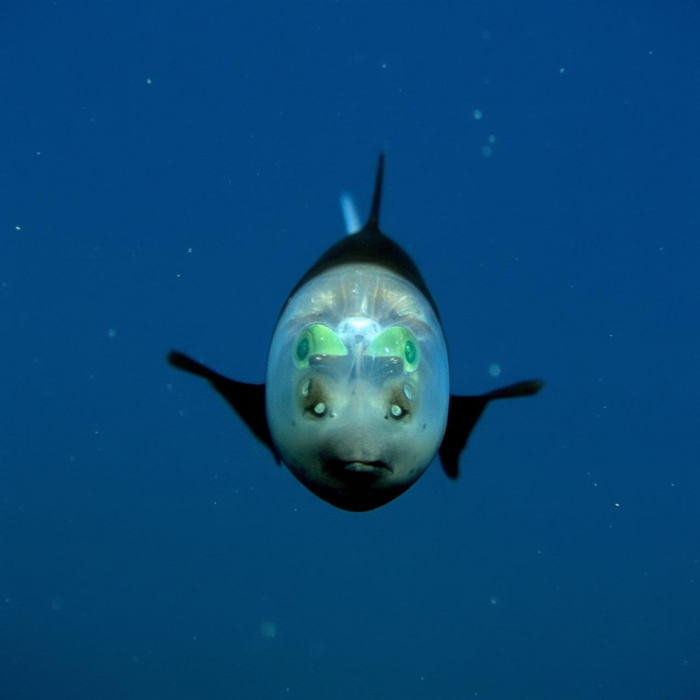 10 жутких глубоководных рыб, о которых мало кто знает