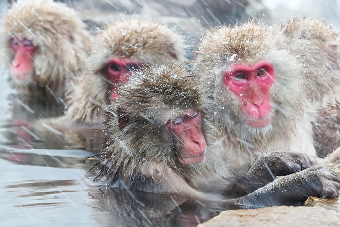 Снежные обезьяны Японии: жизнь в «Адской долине»